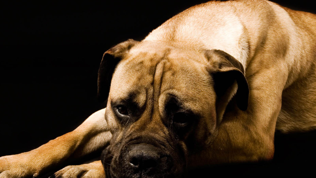 Взрослый боксёр на чёрном фоне