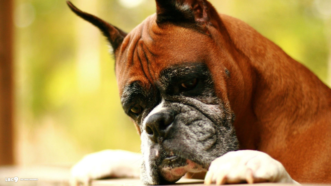 Взрослый боксёр что-то увидел