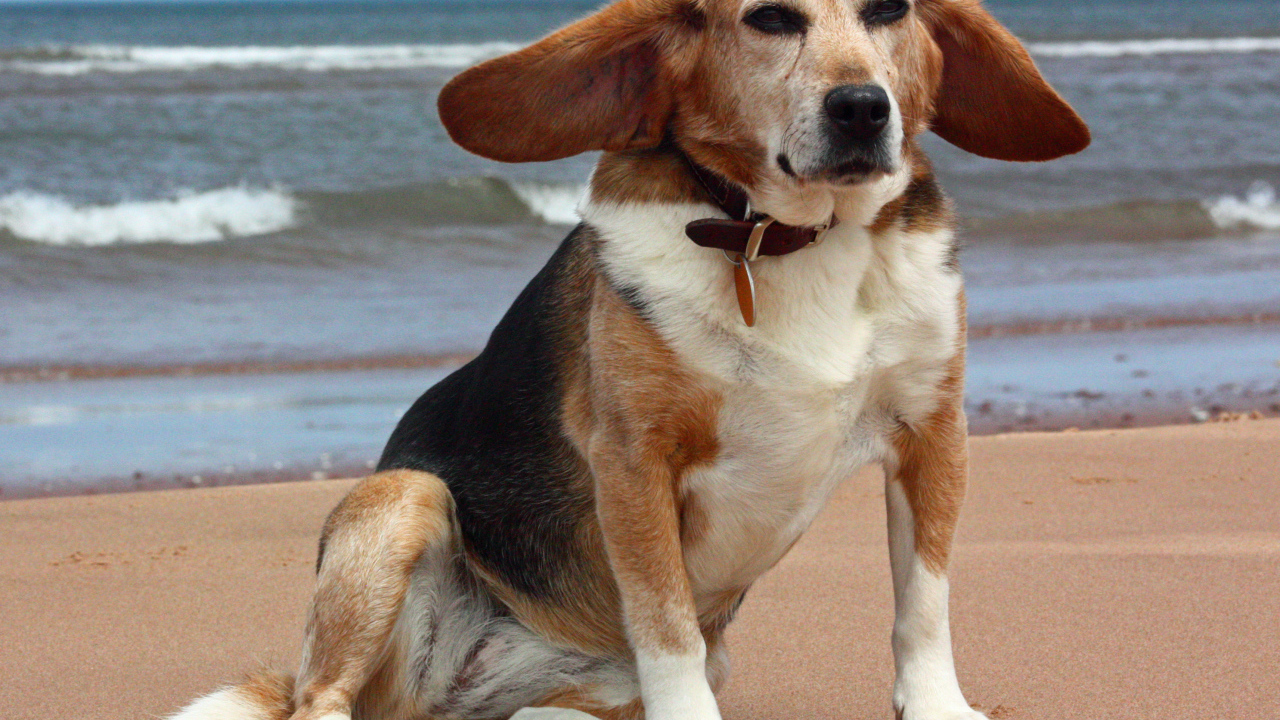 Взрослая смешная собака породы бигль возле моря