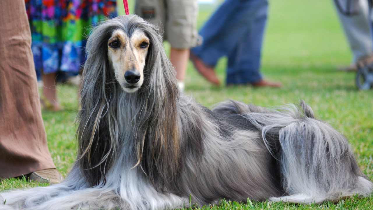 Afghan Hound at the Dog Show