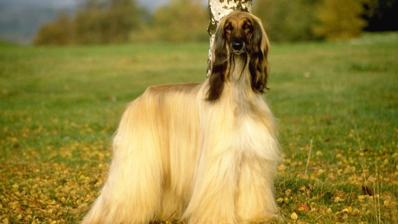 Афганская борзая на природе