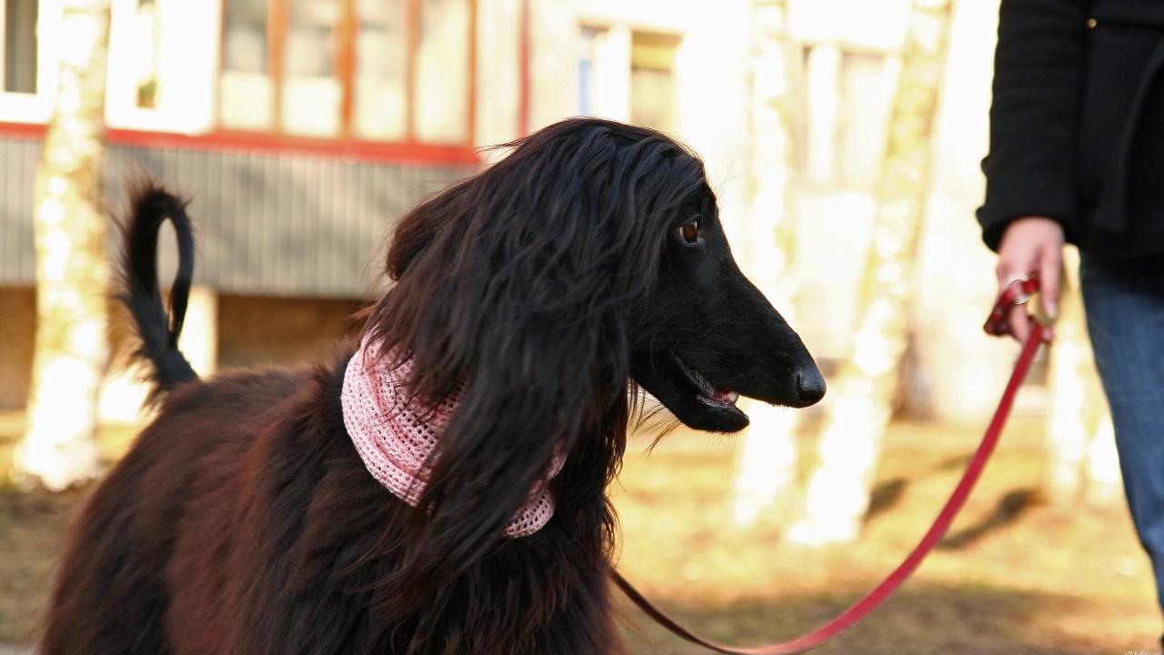 Афганская борзая на прогулке