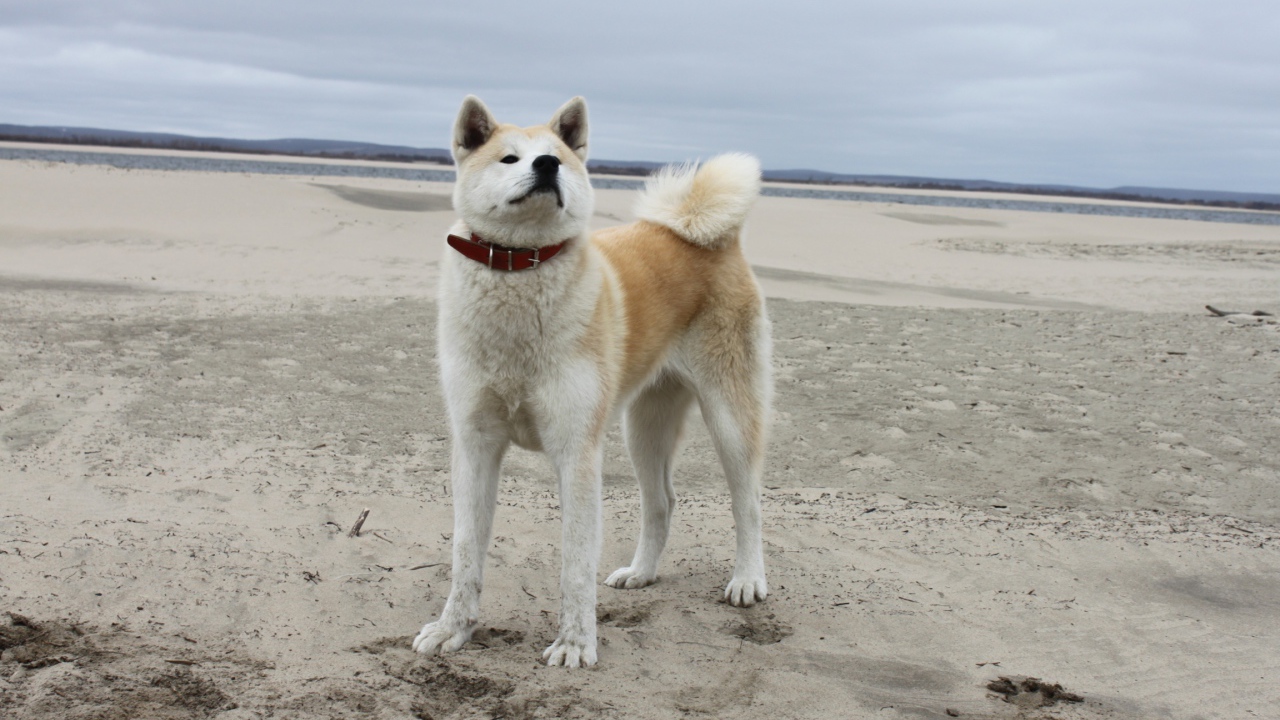 Акита-ину на песчанном пляже