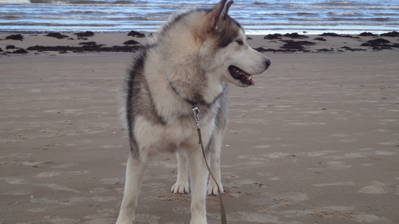 Аляскинский маламут на берегу моря