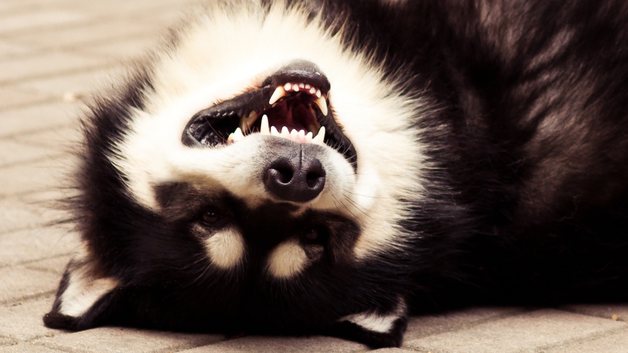 Аляскинский маламут улыбается