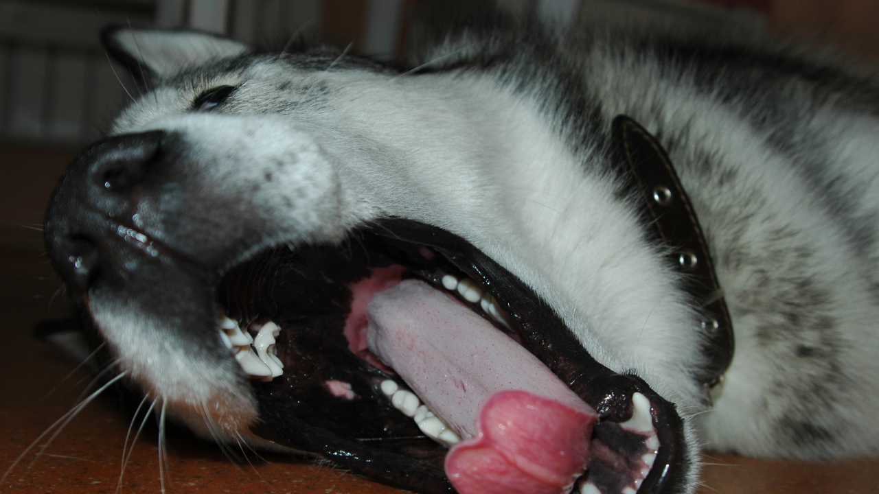 Аляскинский маламут зевнул