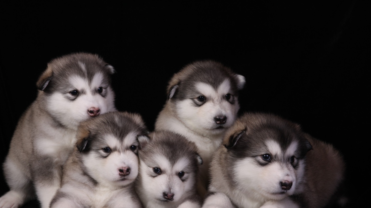 Щенки аляскинского маламута