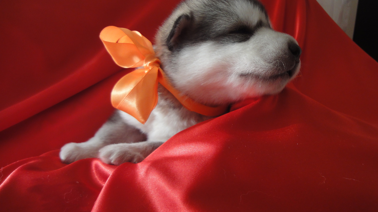 Щенок аляскинского маламута с бантом