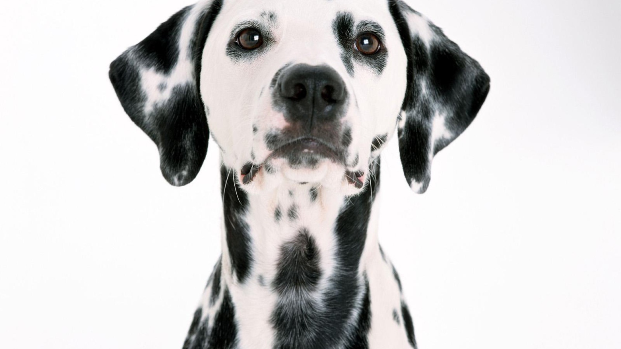 Удивительный далматин