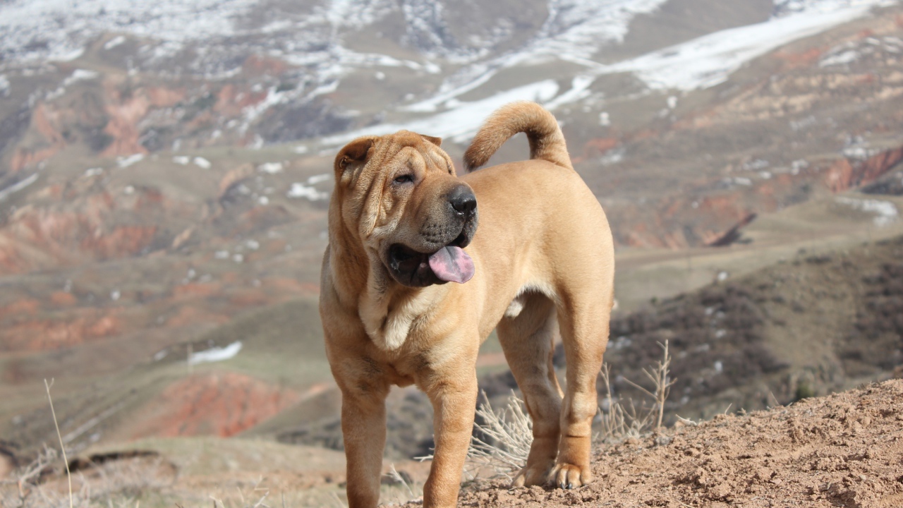 Удивительный Шарпей в горах