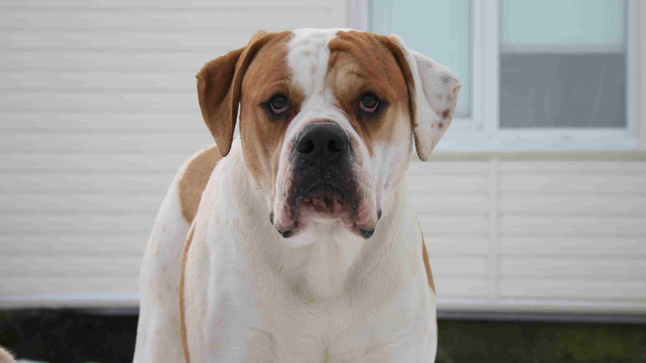 Американский бульдог возле дома зимой