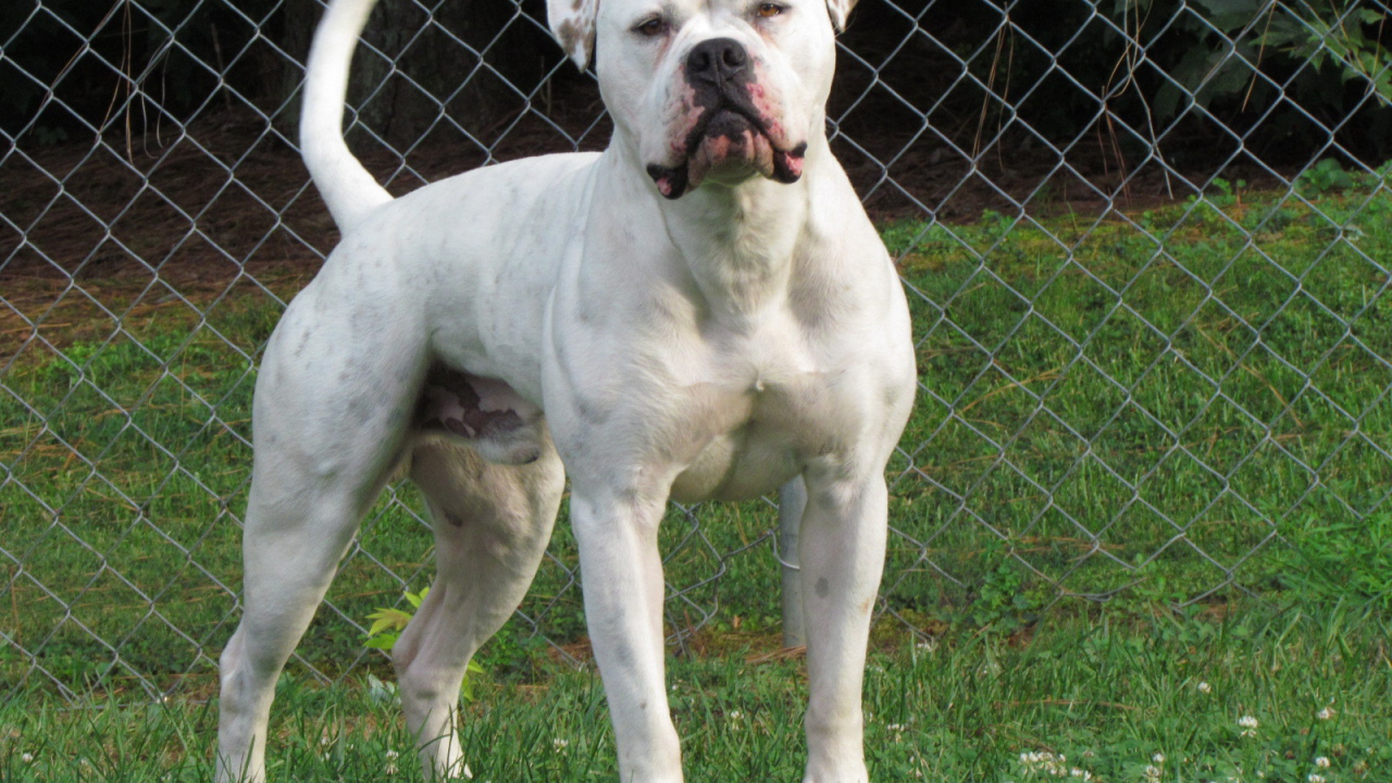 Американский бульдог на лужайке