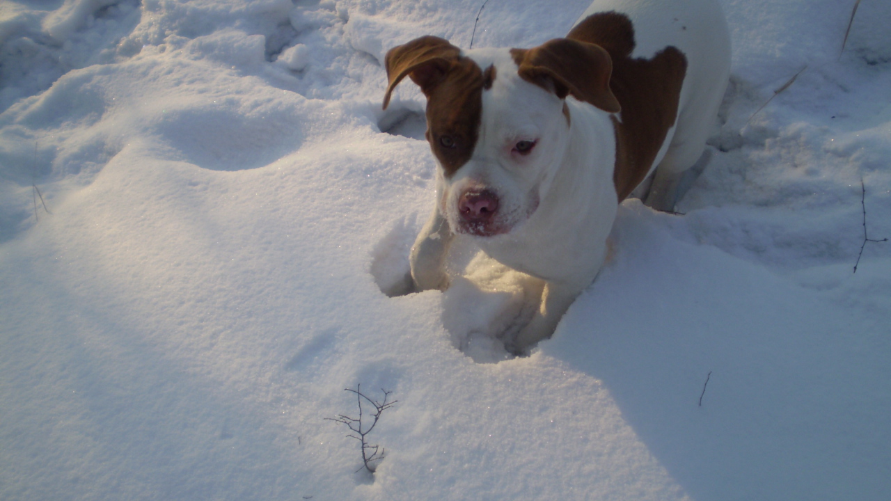 Американский бульдог играет в снегу