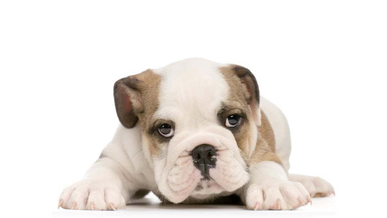 Щенок американского бульдога на белом фоне