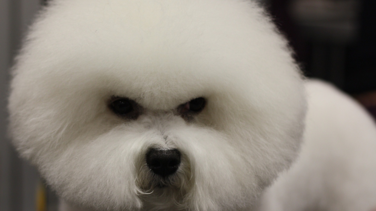 Злая собака породы бишон-фриз