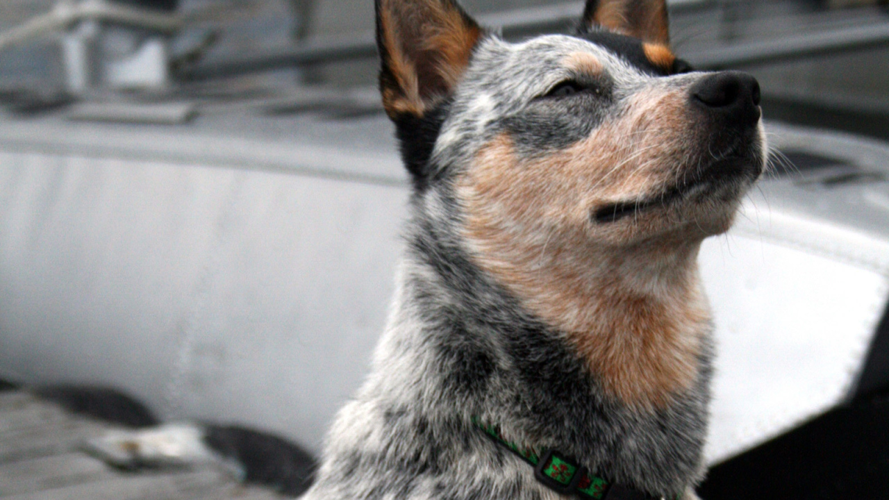 Австралийская пастушья собака щурится