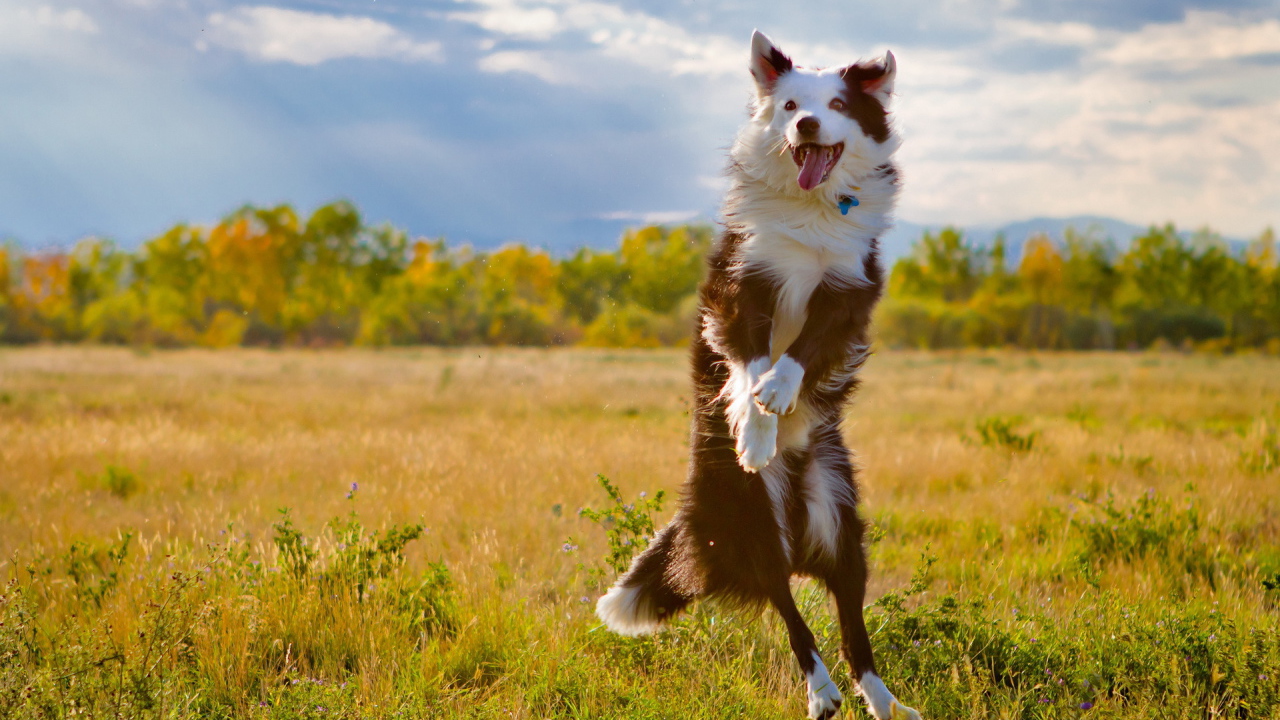 Australian Shepherd dog jumping
