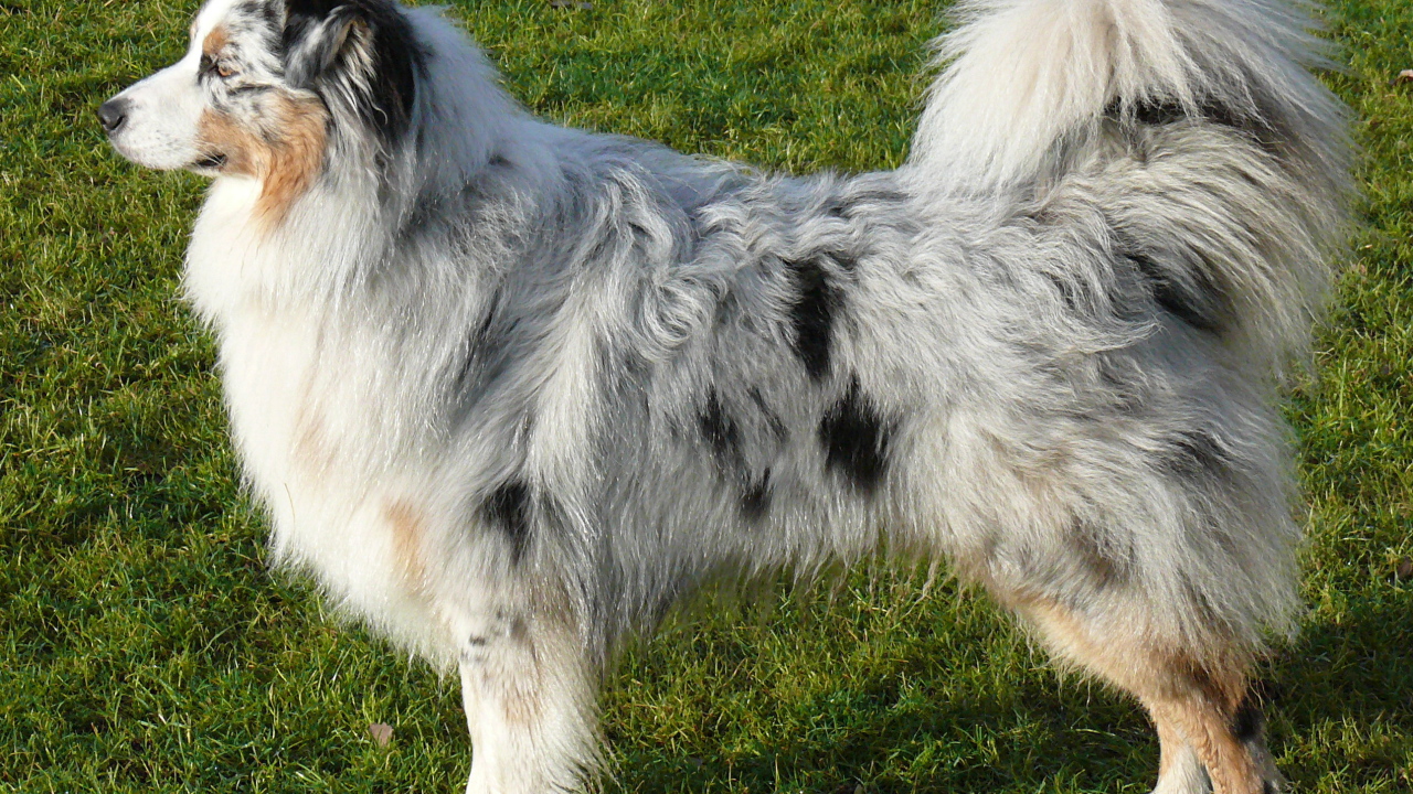 Австралийская овчарка на траве