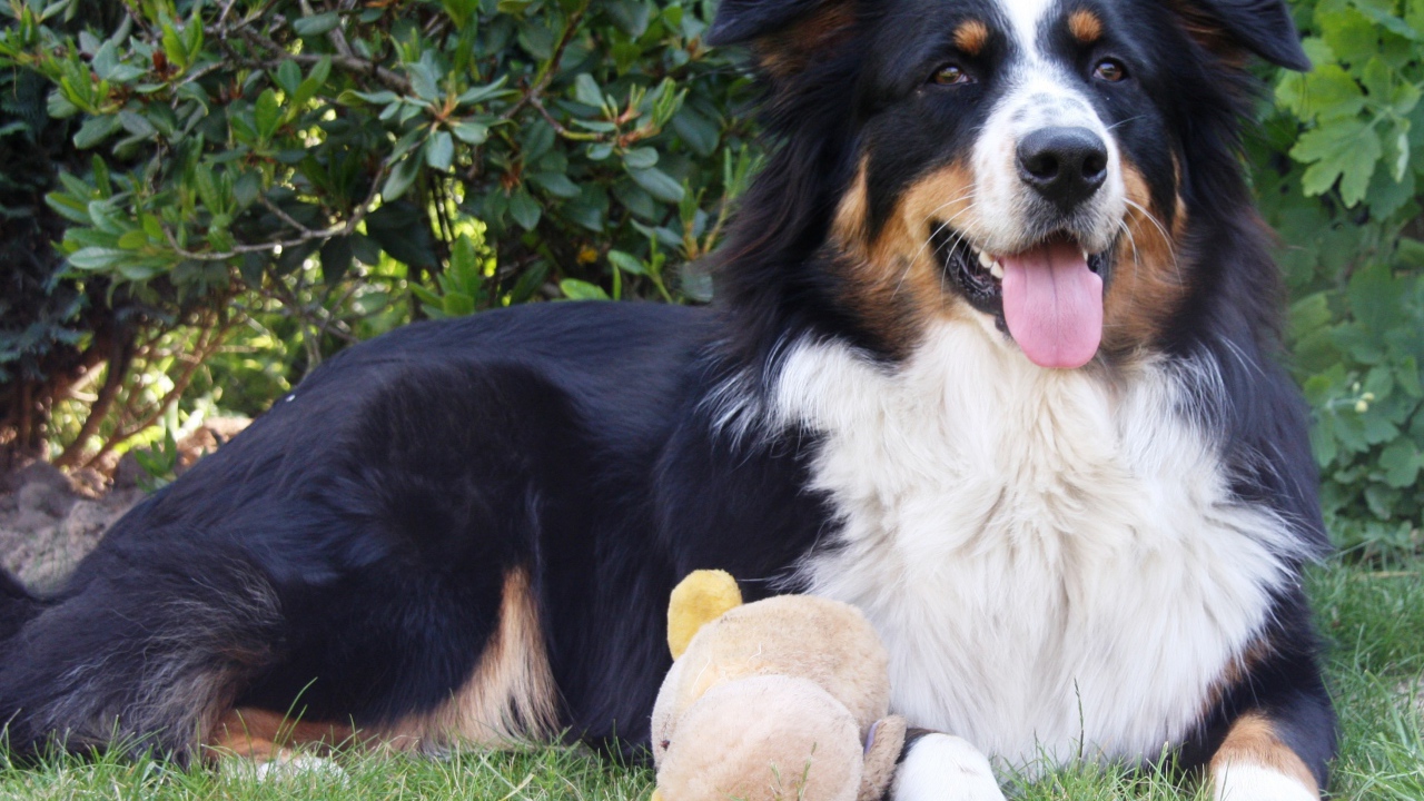 Австралийская овчарка с игрушкой