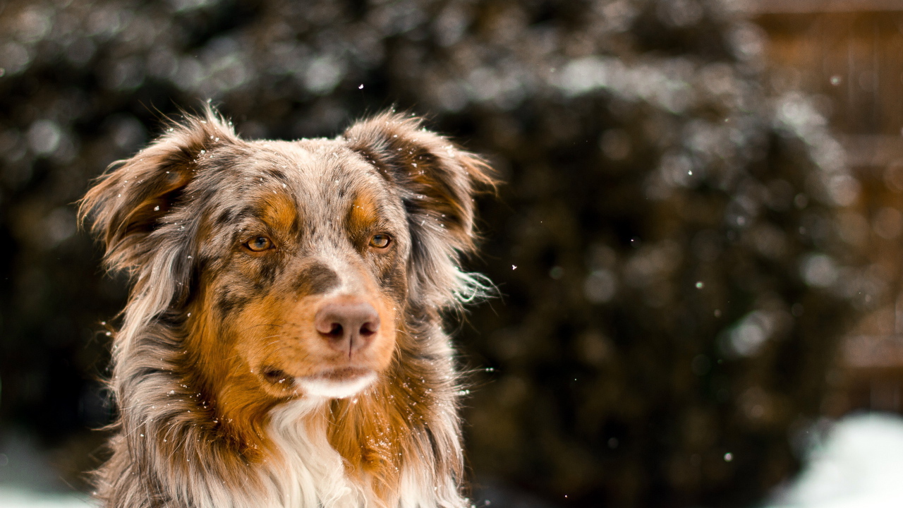 Австралийская овчарка зимой