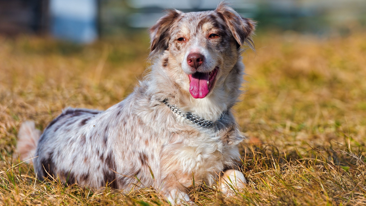 Австралийская овчарка на высохшей траве