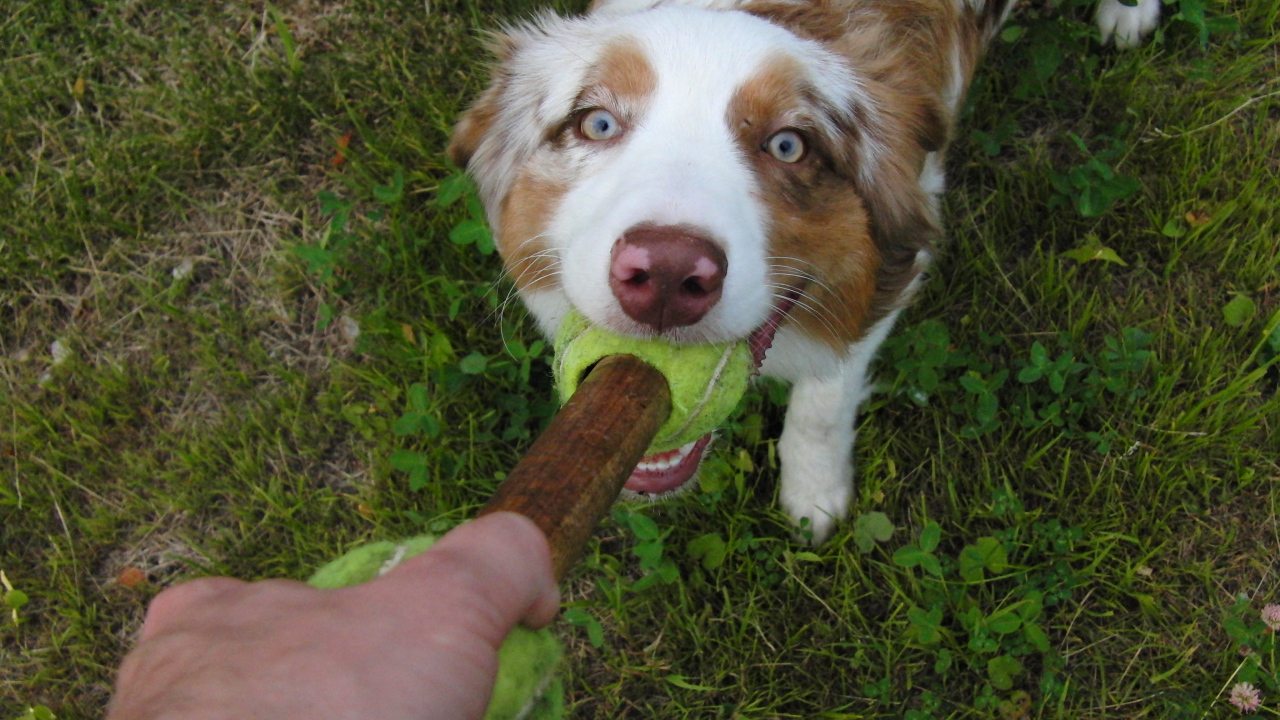 Австралийская овчарка играет с хозяином