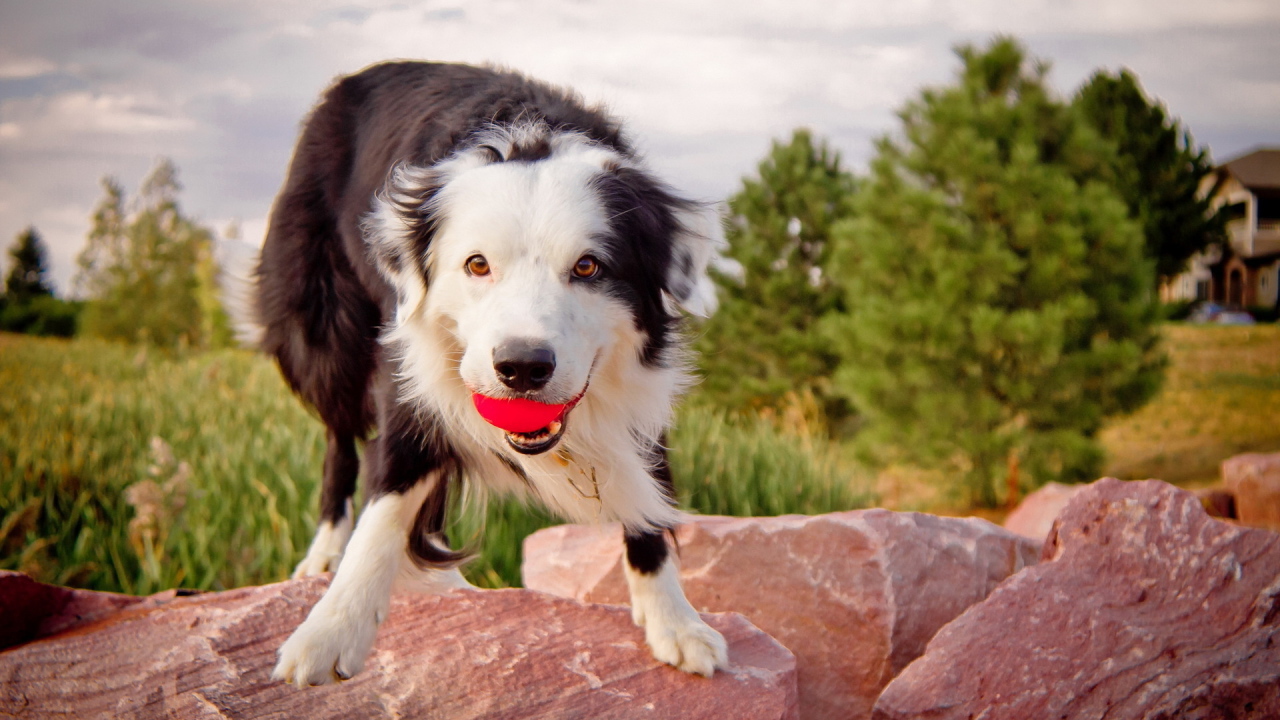 Австралийская овчарка с мячом
