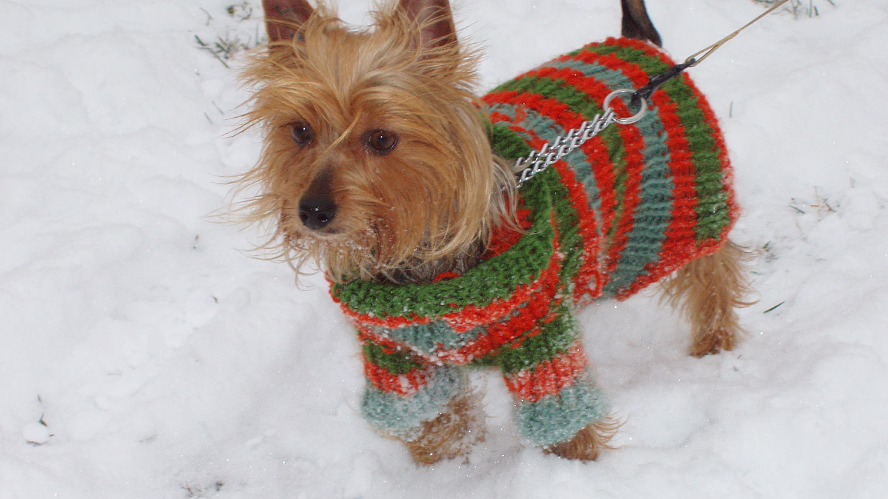 Австралийский терьер зимой