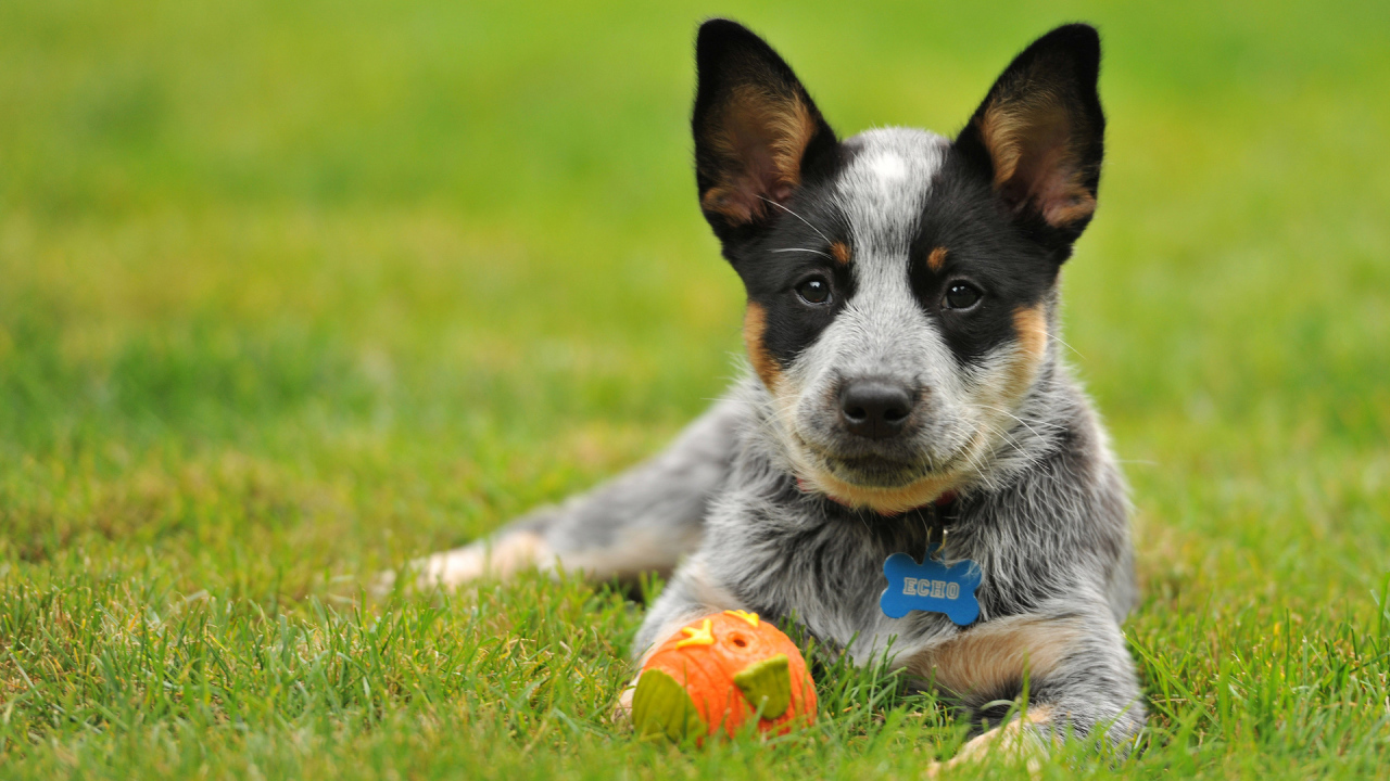 Щенок австралийской пастушьей собаки с мячом
