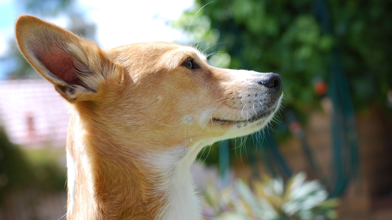 Собака породы басенджи любит солнце