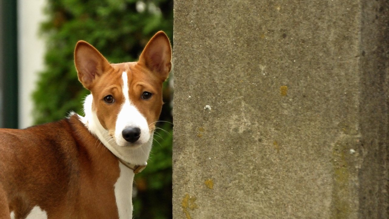 Собака породы басенджи возле бетонной стены