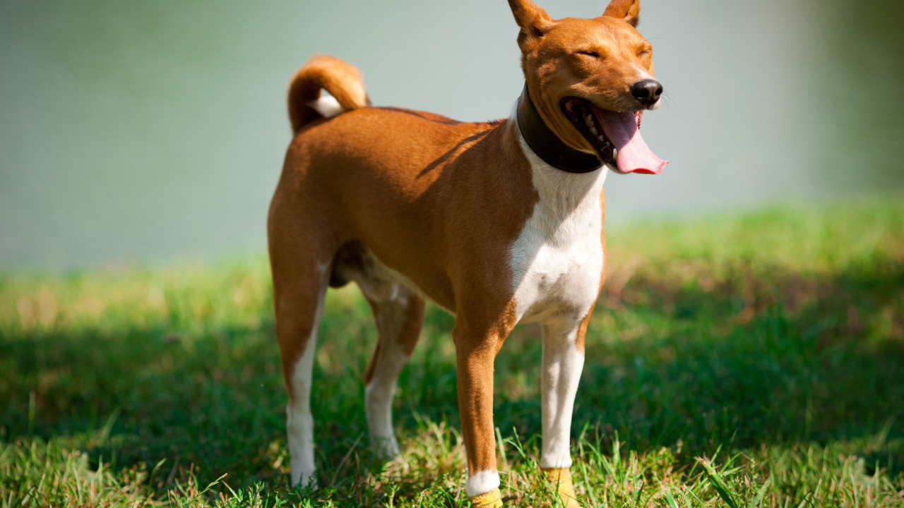 Собака породы басенджи щурится