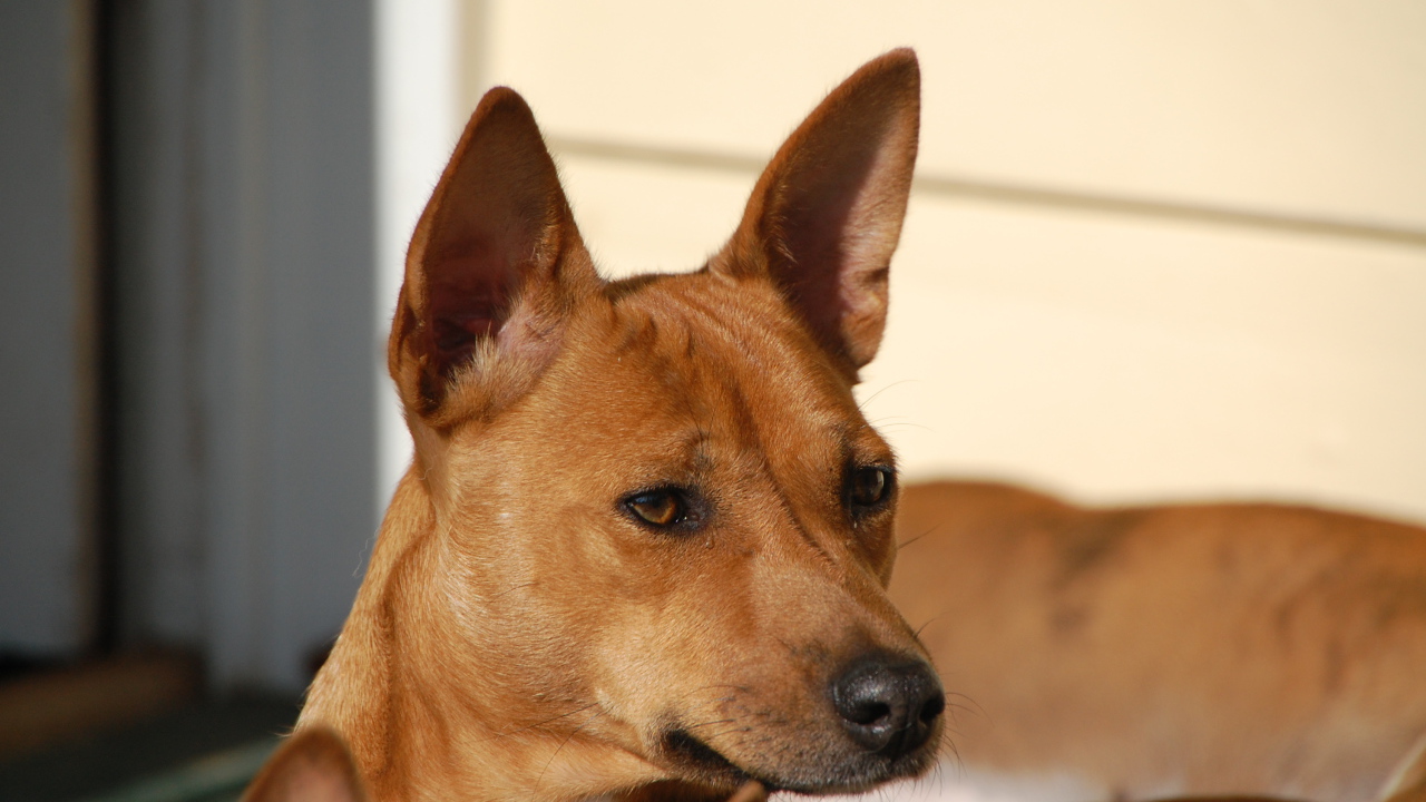 Собака породы басенджи пристально смотрит