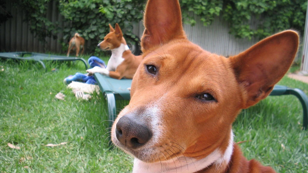 Собаки породы басенджи отдыхают во дворе