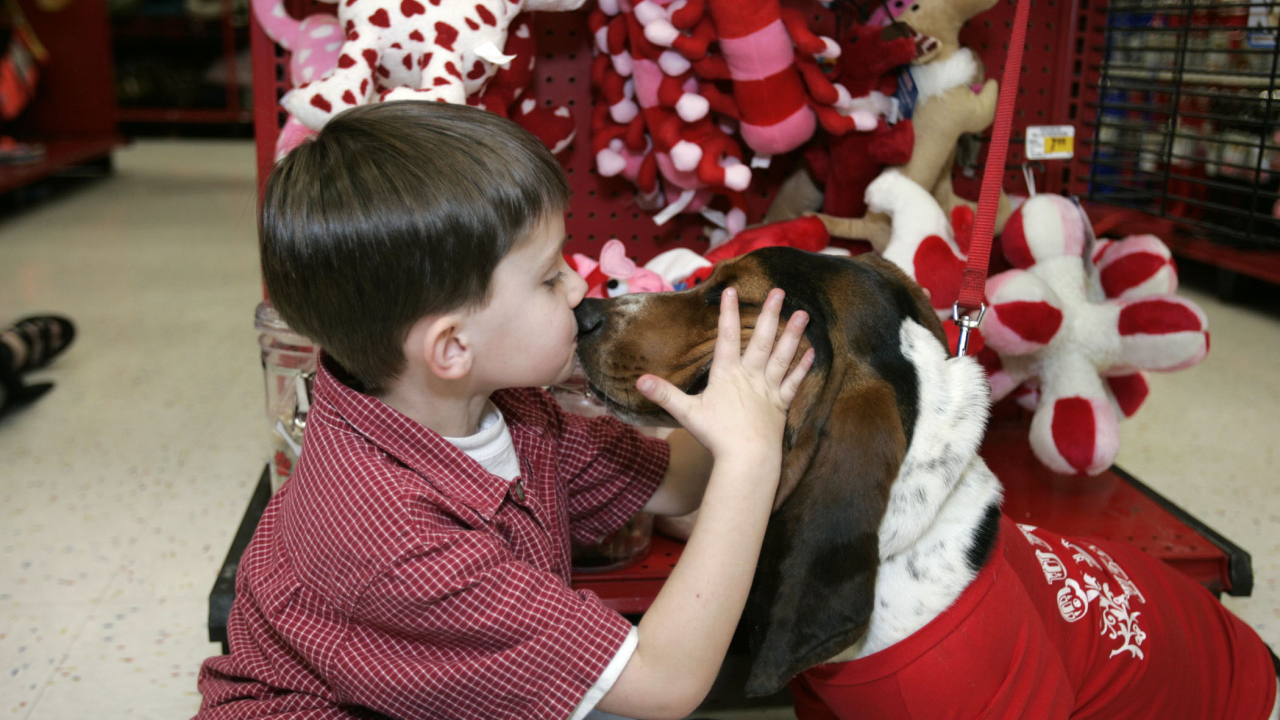 Бассет-хаунд и ребёнок