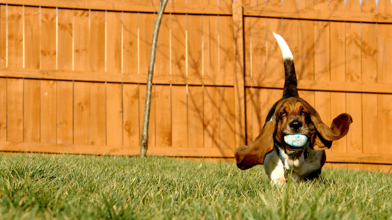 Бассет-хаунд играет с мячом