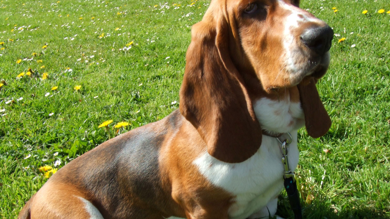 Бассет-хаунд сидит на траве