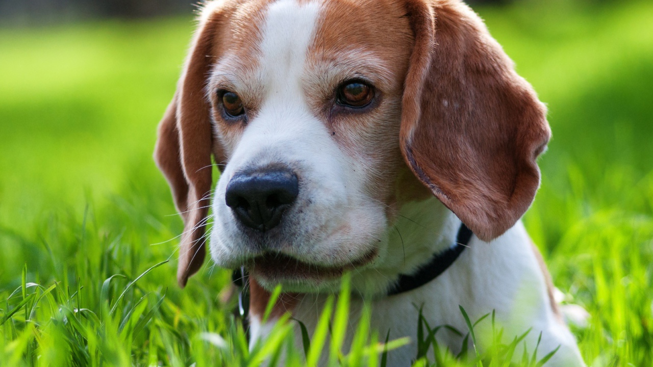 Милая собака породы бигль спряталась в траве
