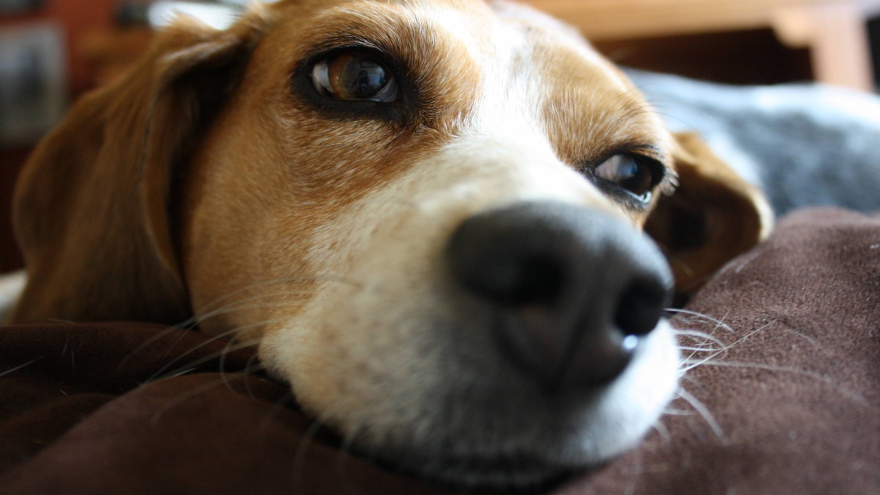 Собака породы бигль мечтает о косточке