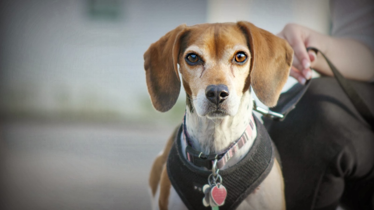 Собака породы бигль на поводке