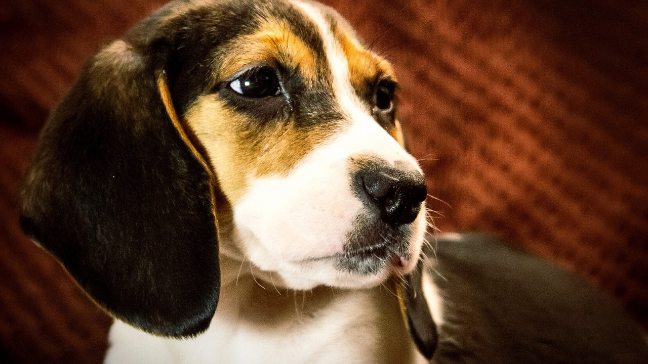Портрет собаки породы бигль на коричневом фоне