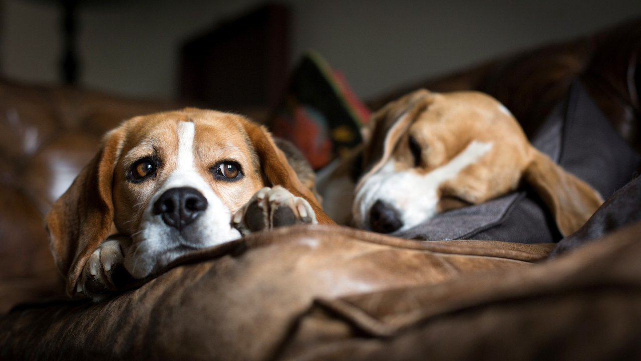 Собаки породы бигль отдыхают на коричневом диване