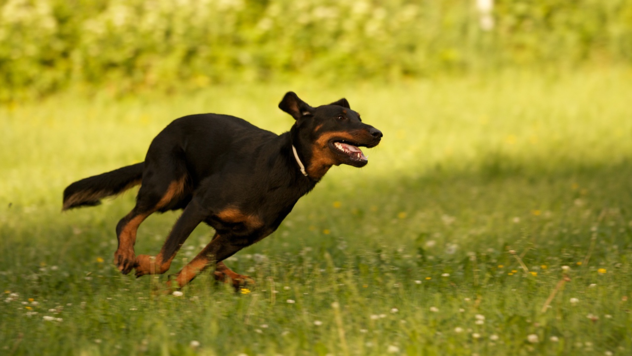 Босерон  бежит сломя голову