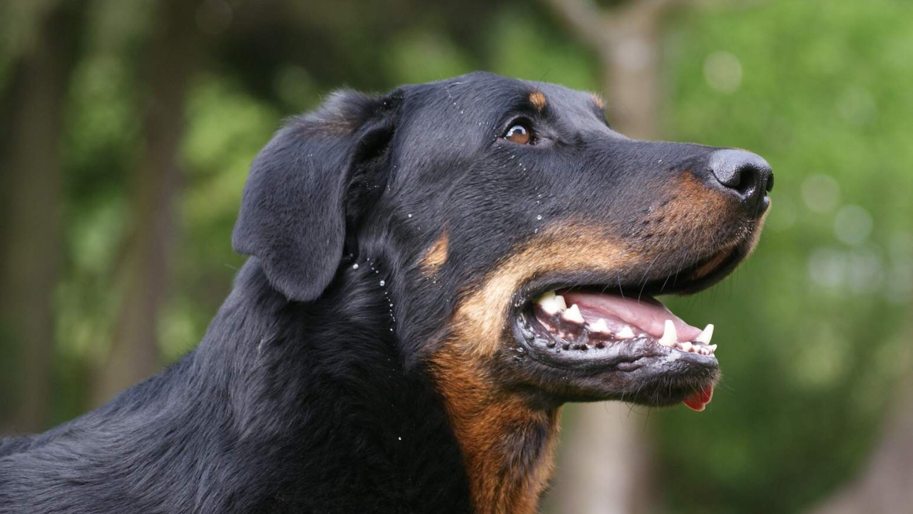 Босерон на фоне деревьев