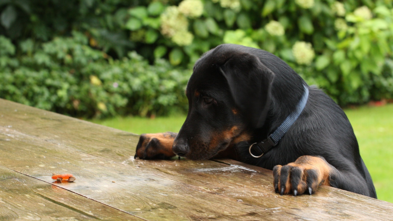 Щенок босерона что-то нашёл на столе