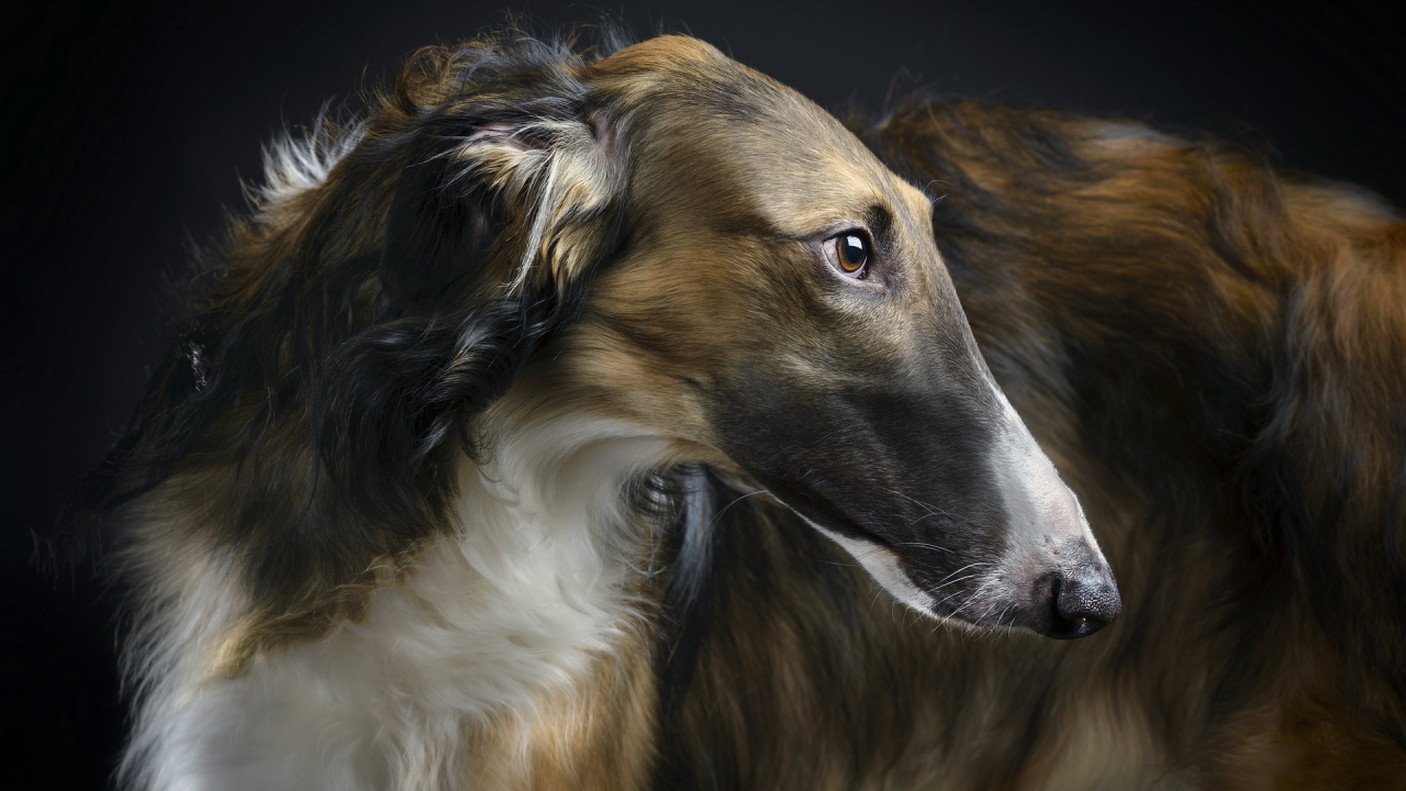 Красивая афганская борзая