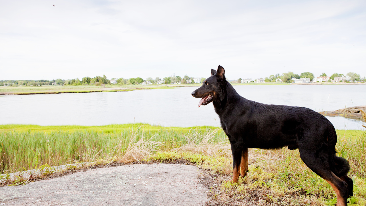 Красивый босерон на фоне озера