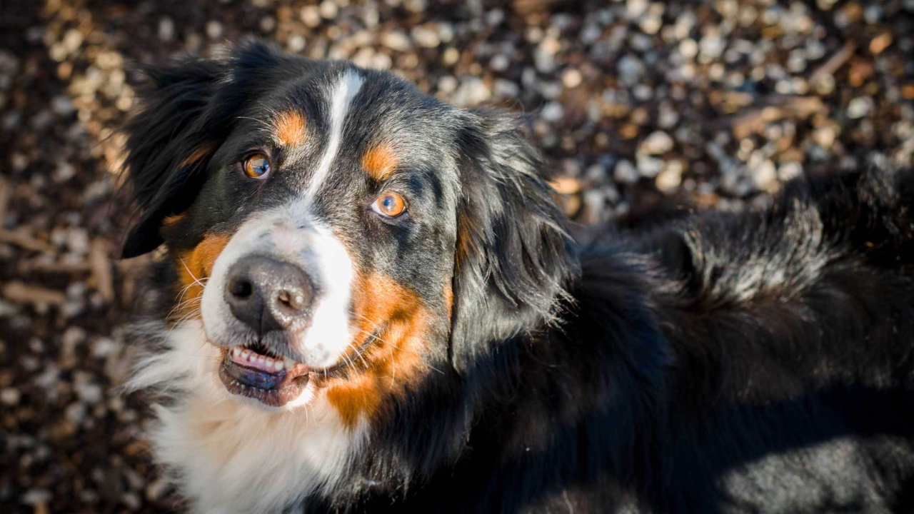 Красивая бернская пастушья собака смотрит на фотографа