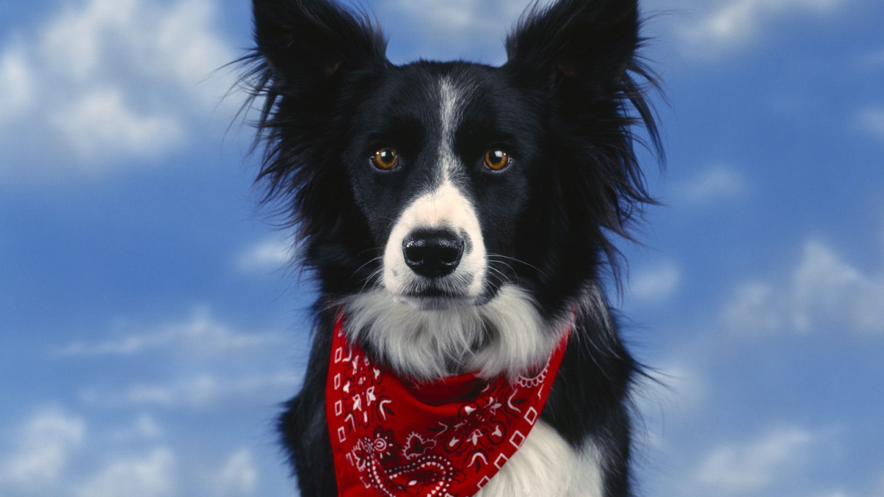 Красивая бордер-колли на фоне неба