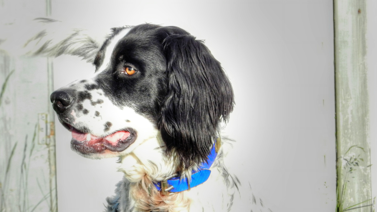 Красивый английский сеттер